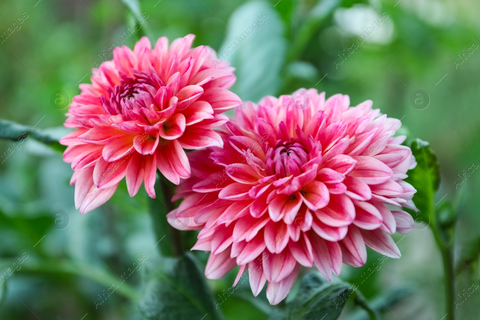 Photo of Beautiful blooming pink dahlia flowers in green garden