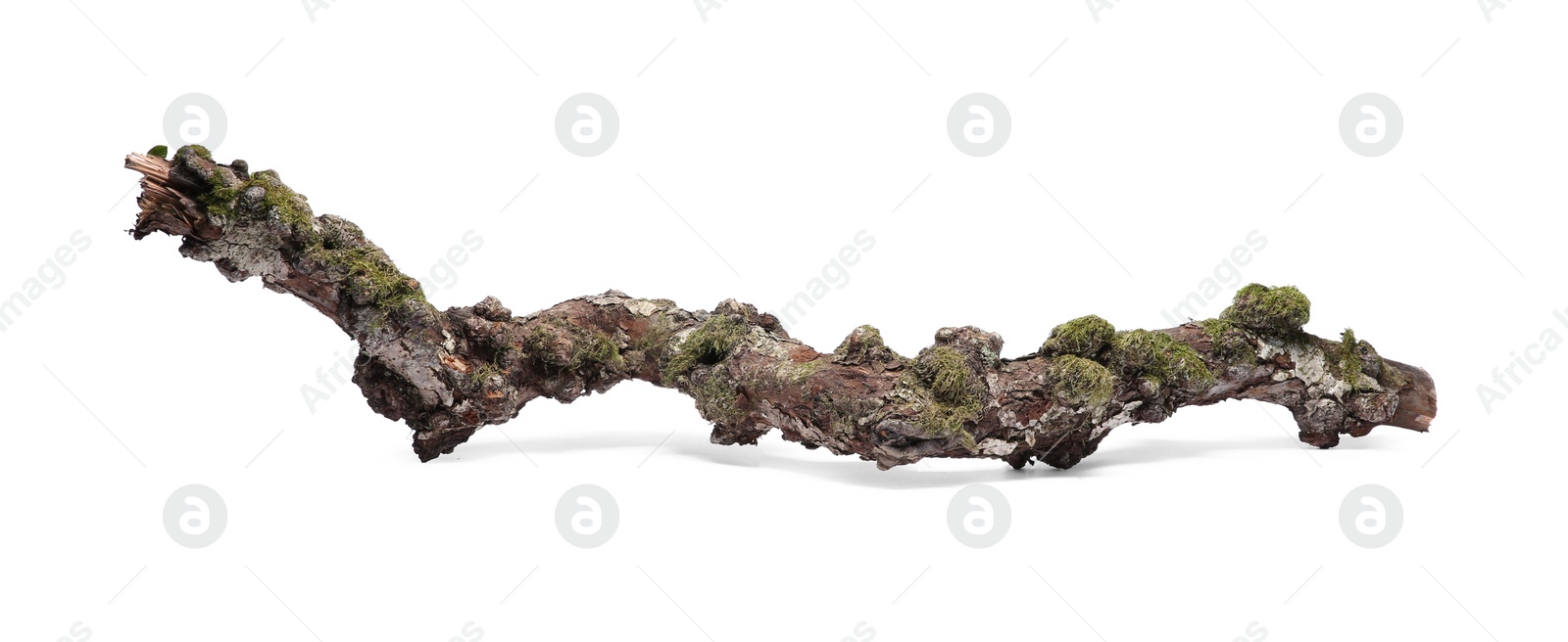 Photo of Dry tree branch with moss isolated on white