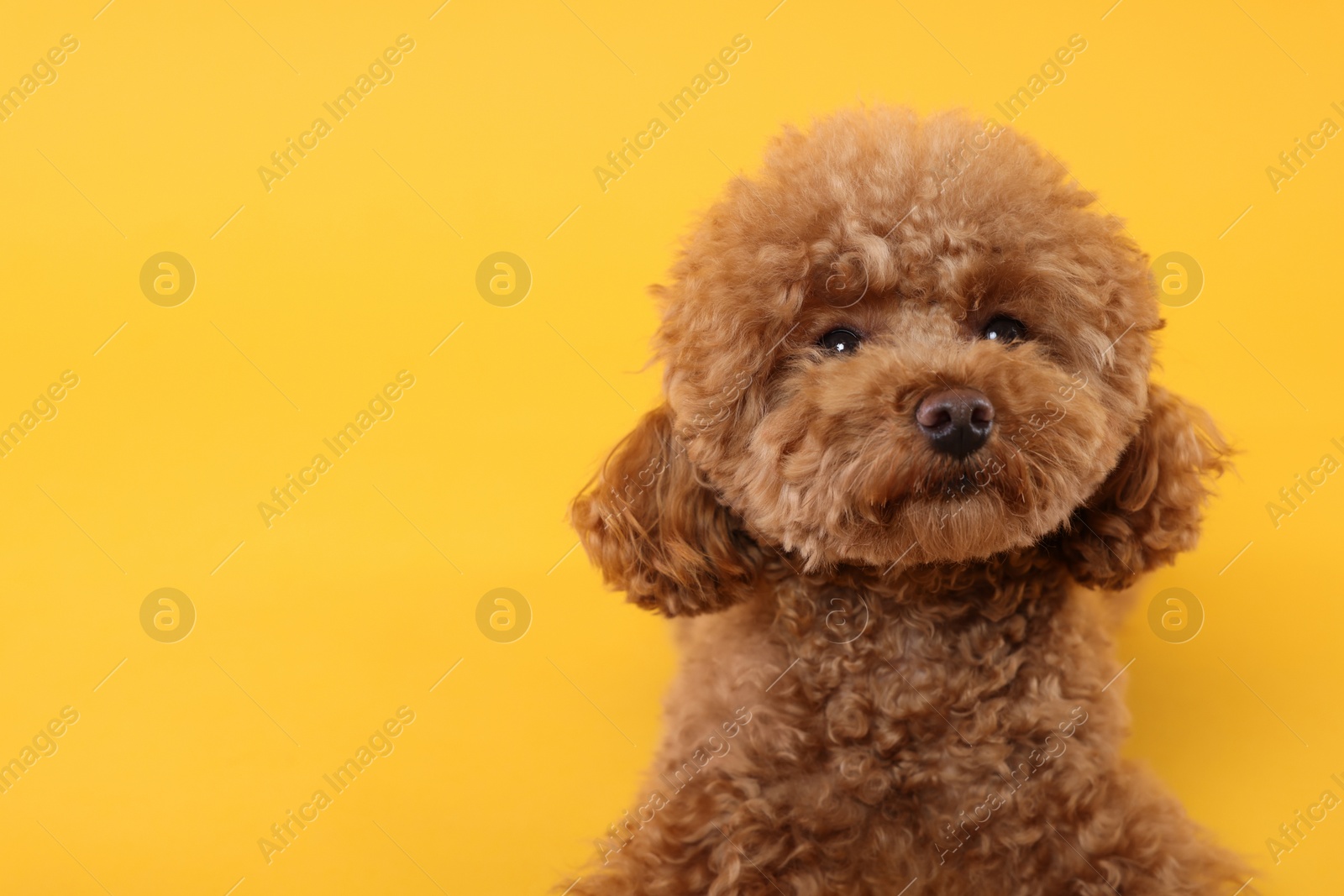 Photo of Cute Maltipoo dog on orange background, space for text. Lovely pet