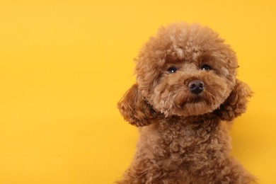 Photo of Cute Maltipoo dog on orange background, space for text. Lovely pet