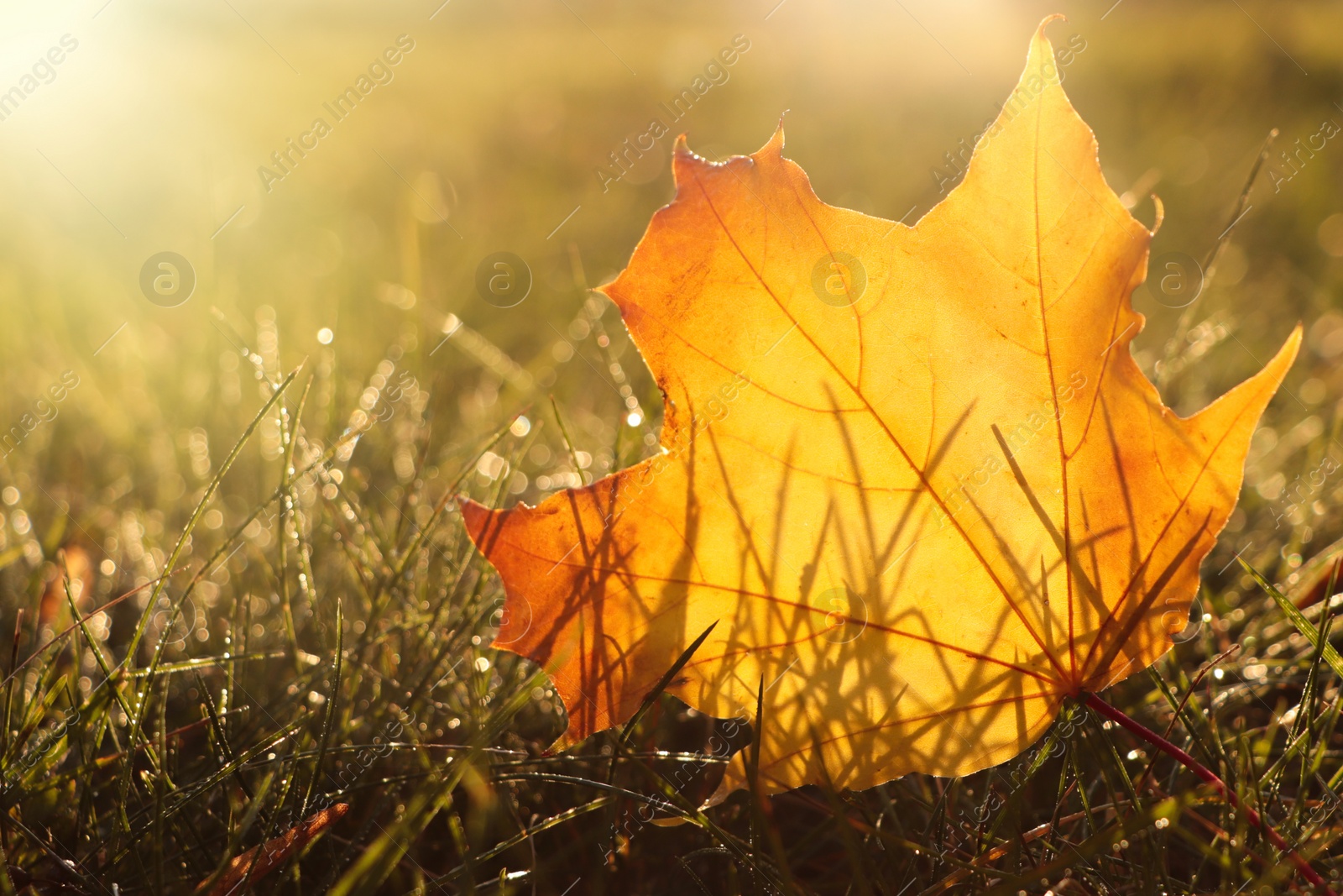 Photo of Beautiful fallen leaf among green grass outdoors on sunny autumn day, closeup. Space for text