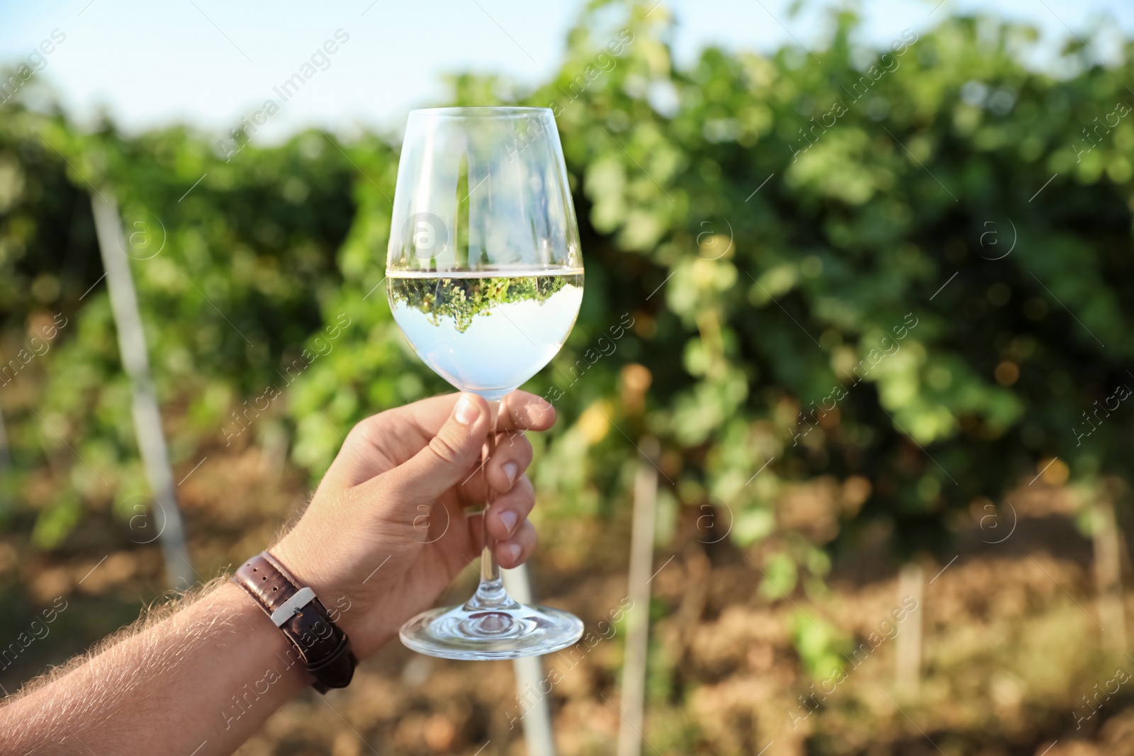 Photo of Man holding glass with wine at vineyard, closeup. Space for text