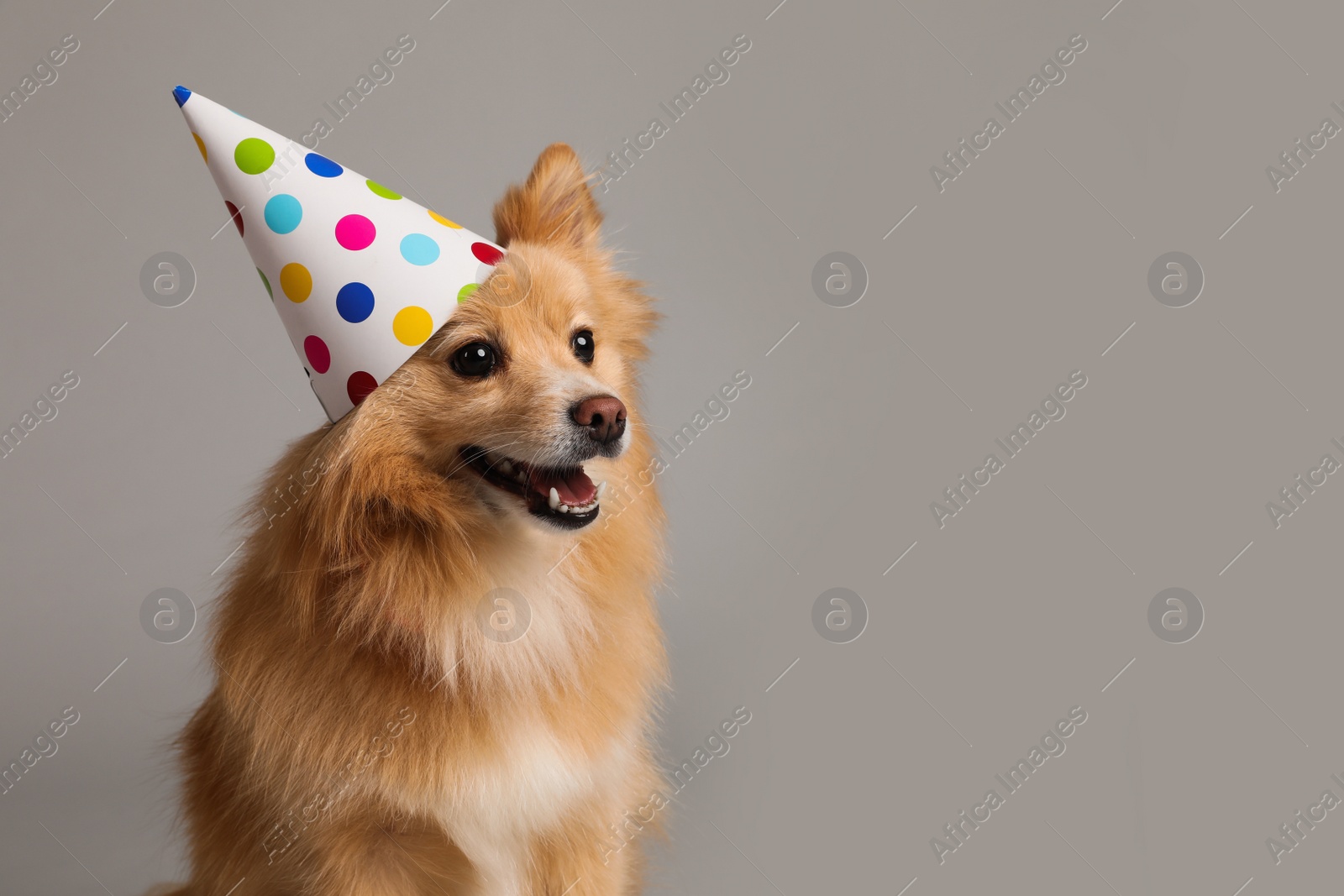 Photo of Cute dog with party hat on light grey background, space for text. Birthday celebration