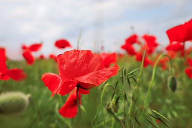 Photo of Beautiful red poppy flower growing in field, closeup