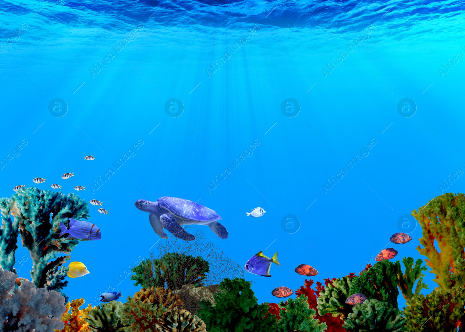 Image of Beautiful corals, different fishes and turtle in sea. Underwater world