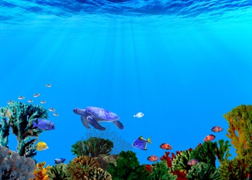 Image of Beautiful corals, different fishes and turtle in sea. Underwater world