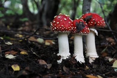 Photo of Fresh wild mushrooms growing in forest, closeup. Space for text