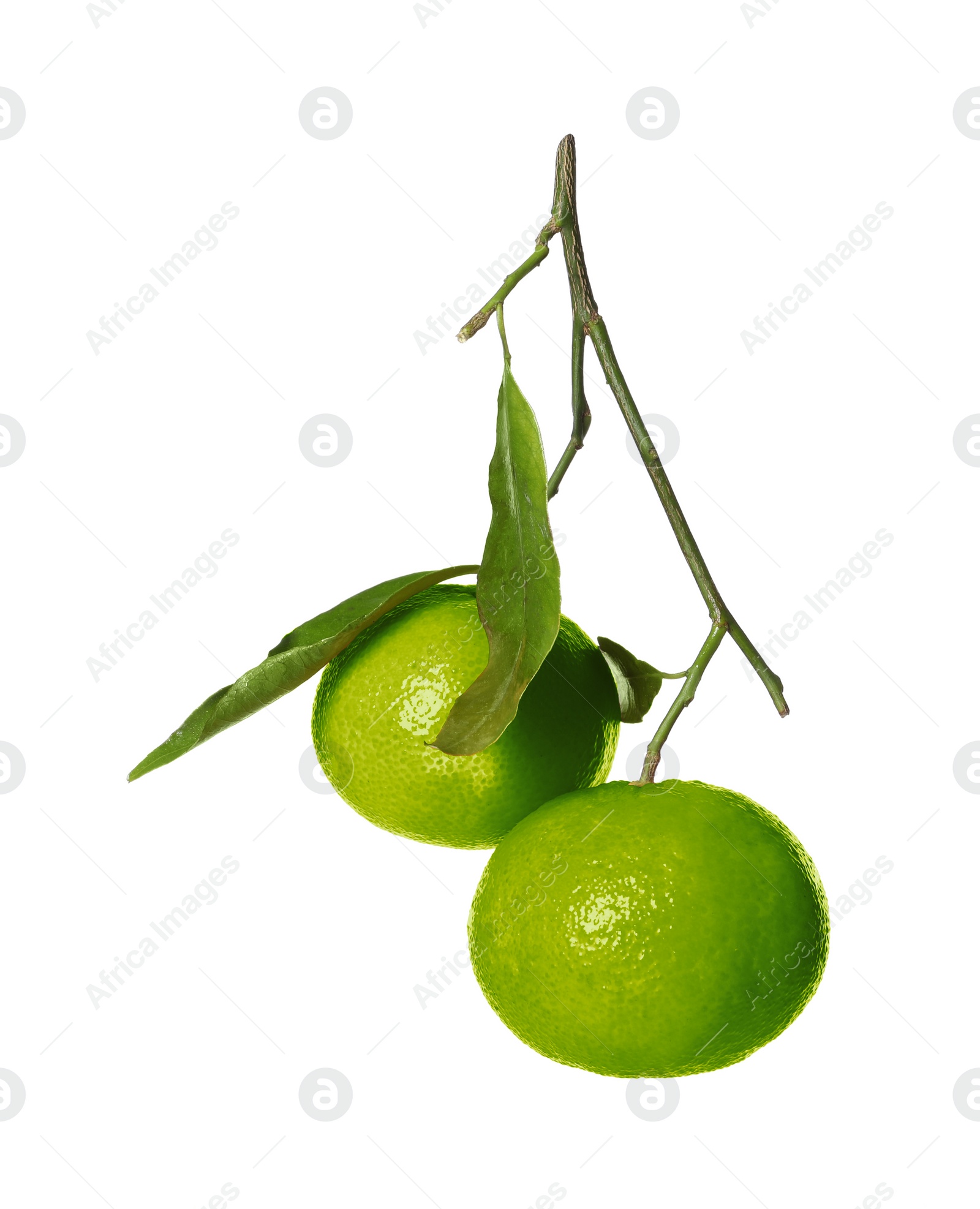 Image of Green tangerine isolated on white. Citrus fruit