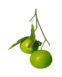 Image of Green tangerine isolated on white. Citrus fruit