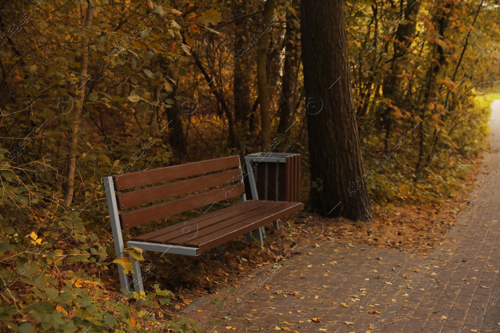 Photo of Many beautiful trees, bench and pathway in autumn park