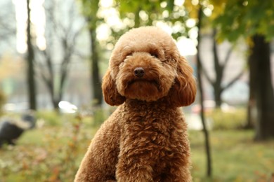 Photo of Cute fluffy dog in park on autumn day