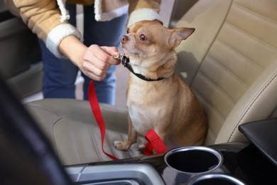 Owner with cute Chihuahua dog in car, closeup