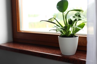 Beautiful green houseplant on window sill indoors, space for text