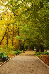 Photo of Beautiful view of park with trees on autumn day