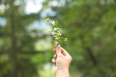 Woman holding blooming meadow flowers outdoors, closeup