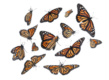 Image of Set of many flying fragile monarch butterflies on white background