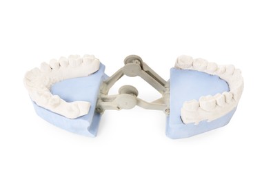 Dental model with gums isolated on white. Cast of teeth