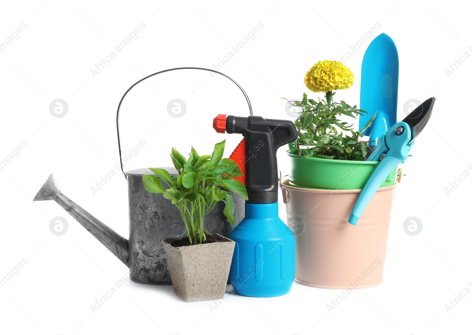 Photo of Plants and gardening tools on white background