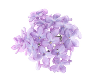 Beautiful violet lilac blossom isolated on white