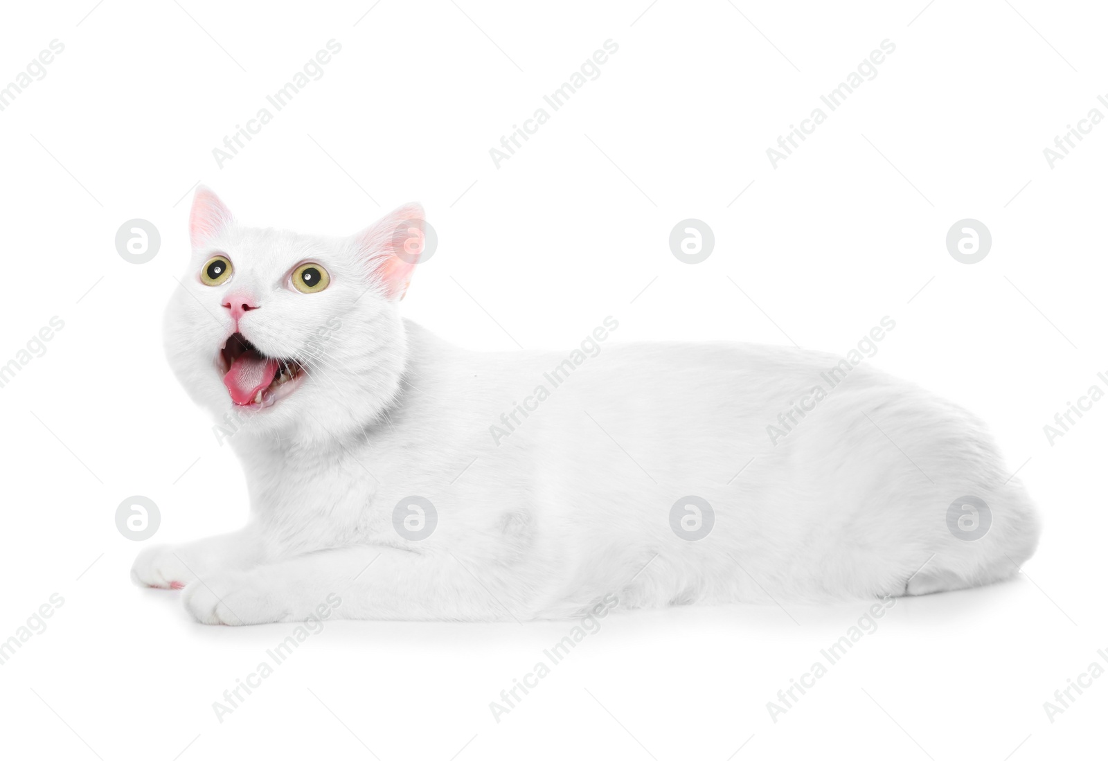 Photo of Cute cat on white background. Fluffy pet