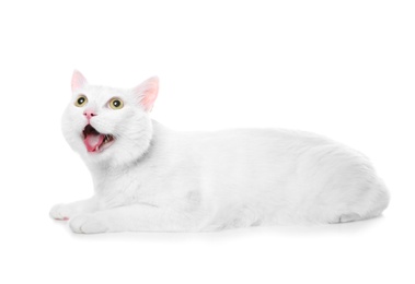 Cute cat on white background. Fluffy pet