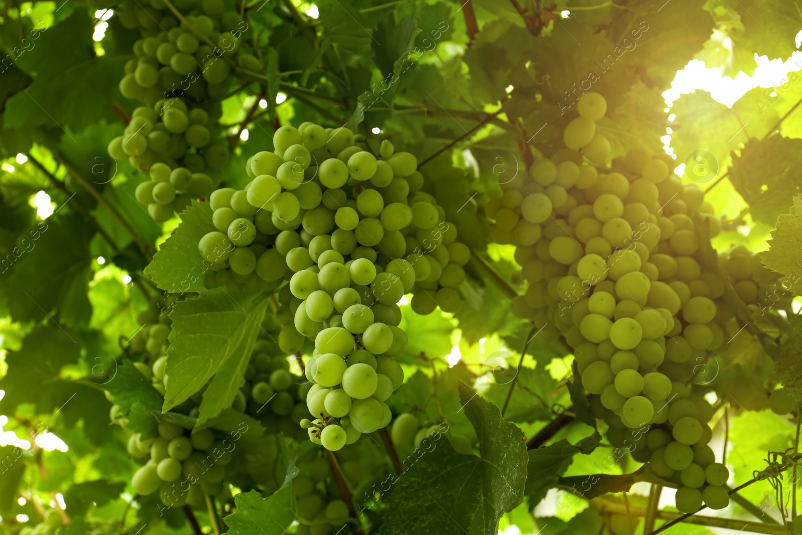 Photo of Ripe juicy grapes on branch growing in vineyard