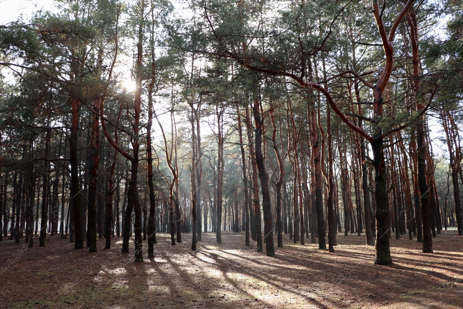 Photo of Picturesque view of beautiful forest on sunny day