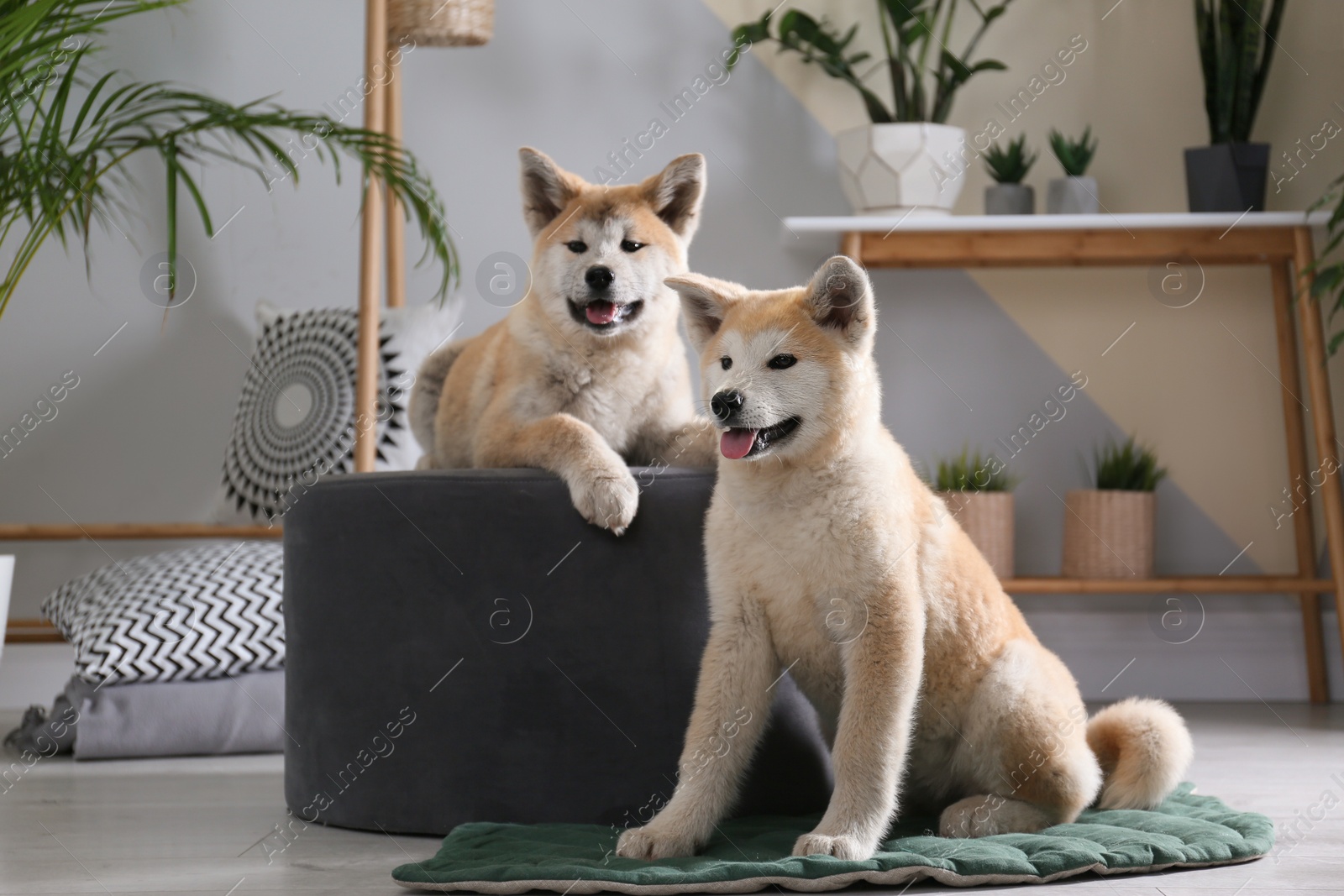 Photo of Cute Akita Inu dogs in room with houseplants