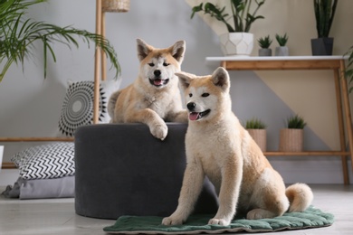 Photo of Cute Akita Inu dogs in room with houseplants