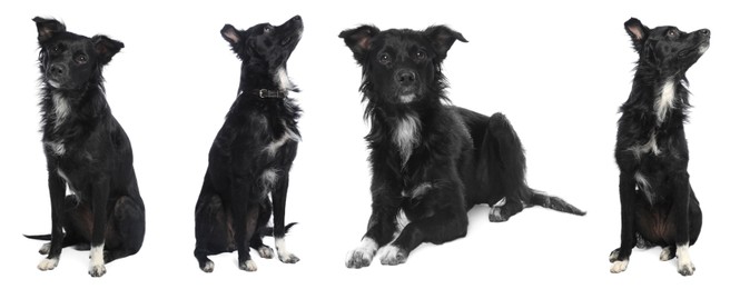 Image of Collage with photos of cute dog on white background. Banner design