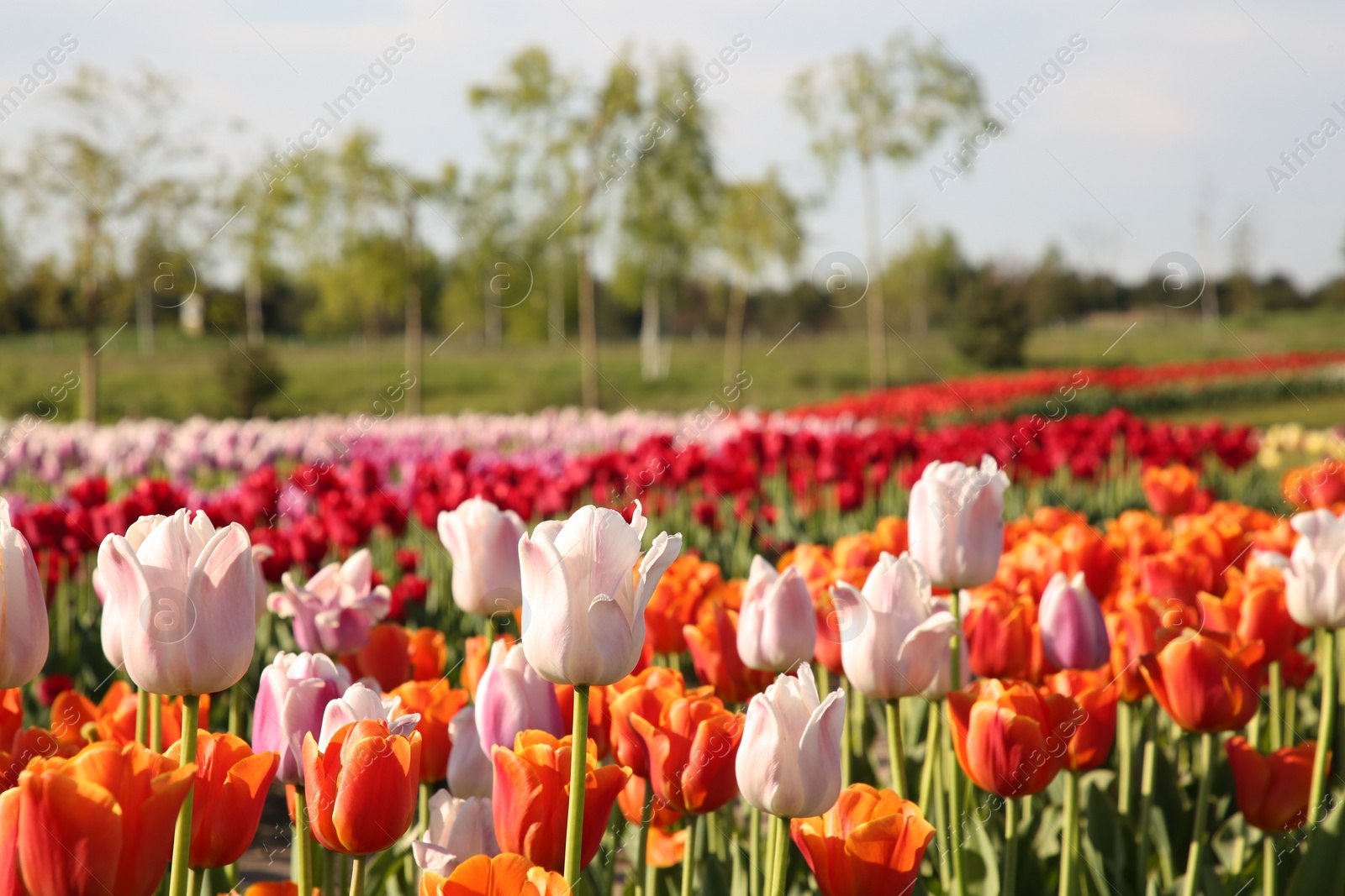 Photo of Beautiful colorful tulip flowers growing in field on sunny day