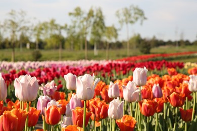 Photo of Beautiful colorful tulip flowers growing in field on sunny day