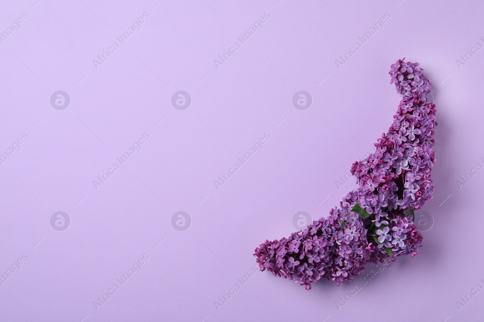 Photo of Beautiful lilac blossom on violet background, top view. Space for text