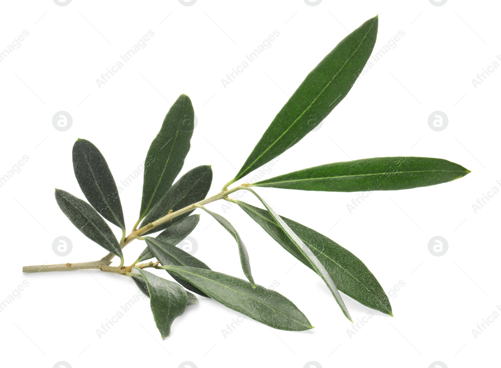 Photo of Olive tree branch with green leaves on white background