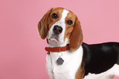 Photo of Adorable Beagle dog in stylish collar with metal tag on pink background