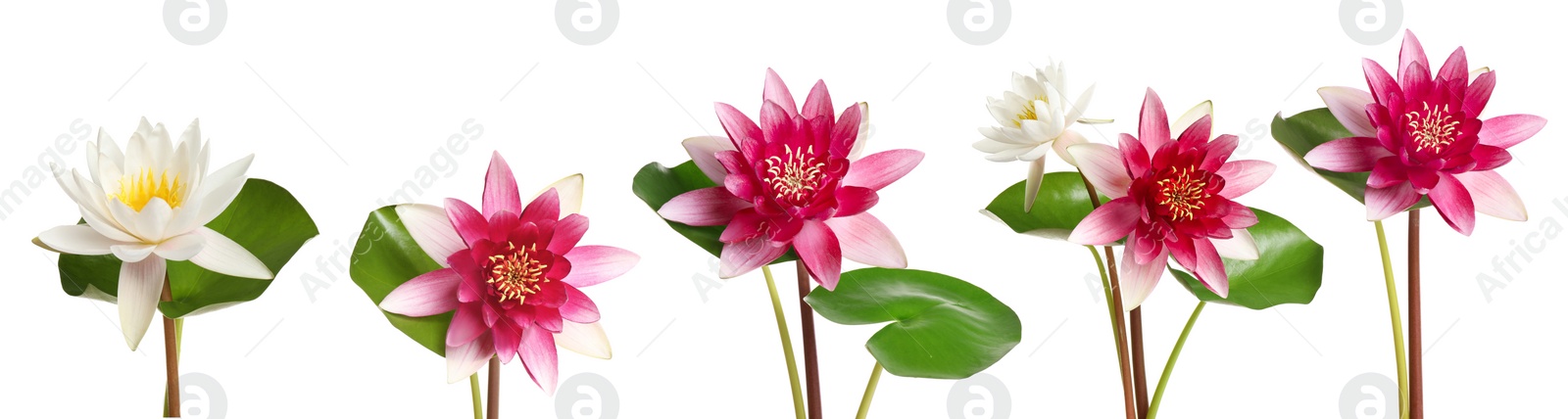 Image of Set of beautiful lotus flowers on white background. Banner design 