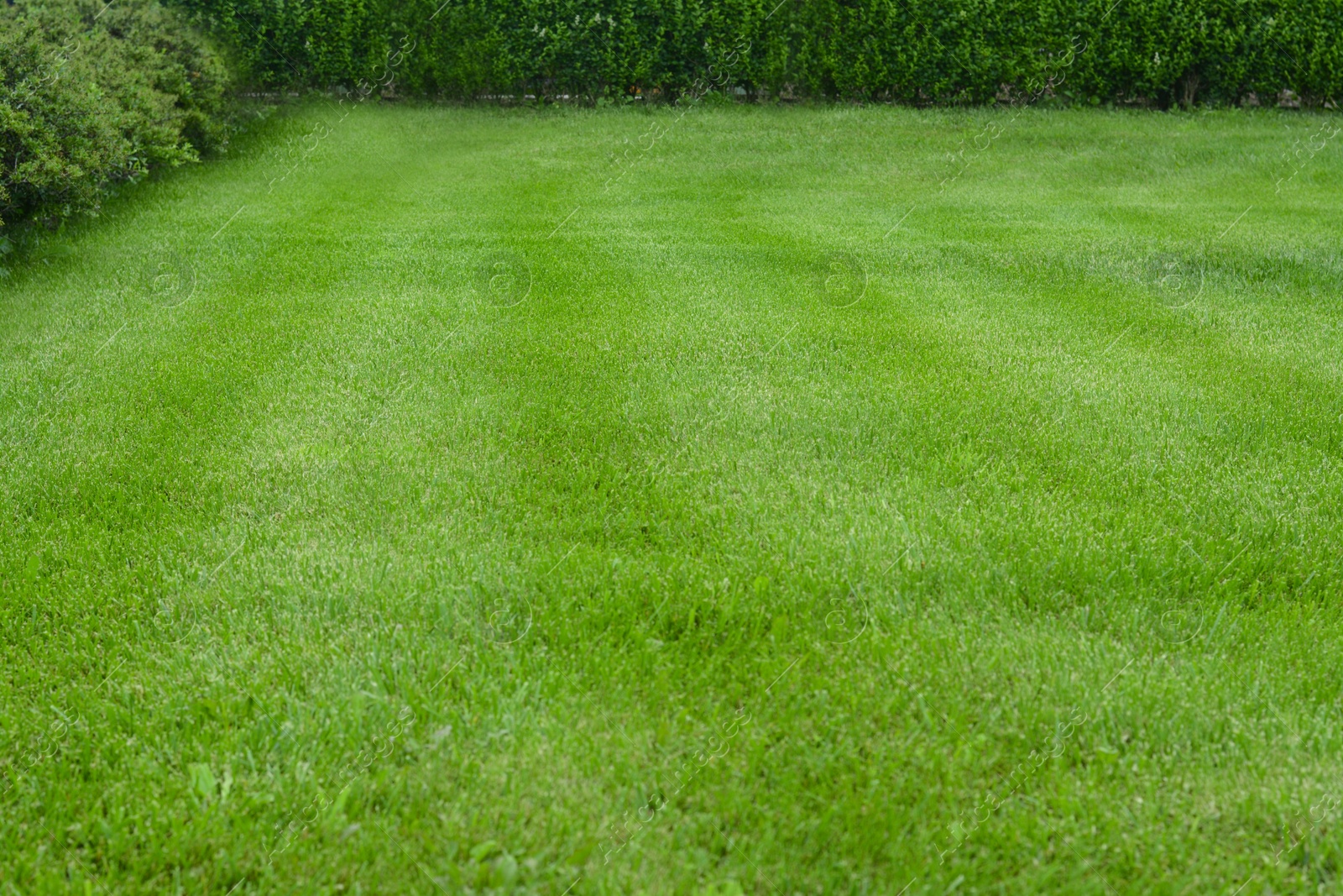 Photo of Beautiful green grass and bushes in garden