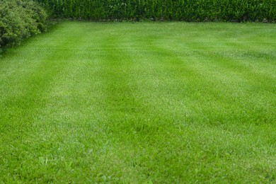 Photo of Beautiful green grass and bushes in garden