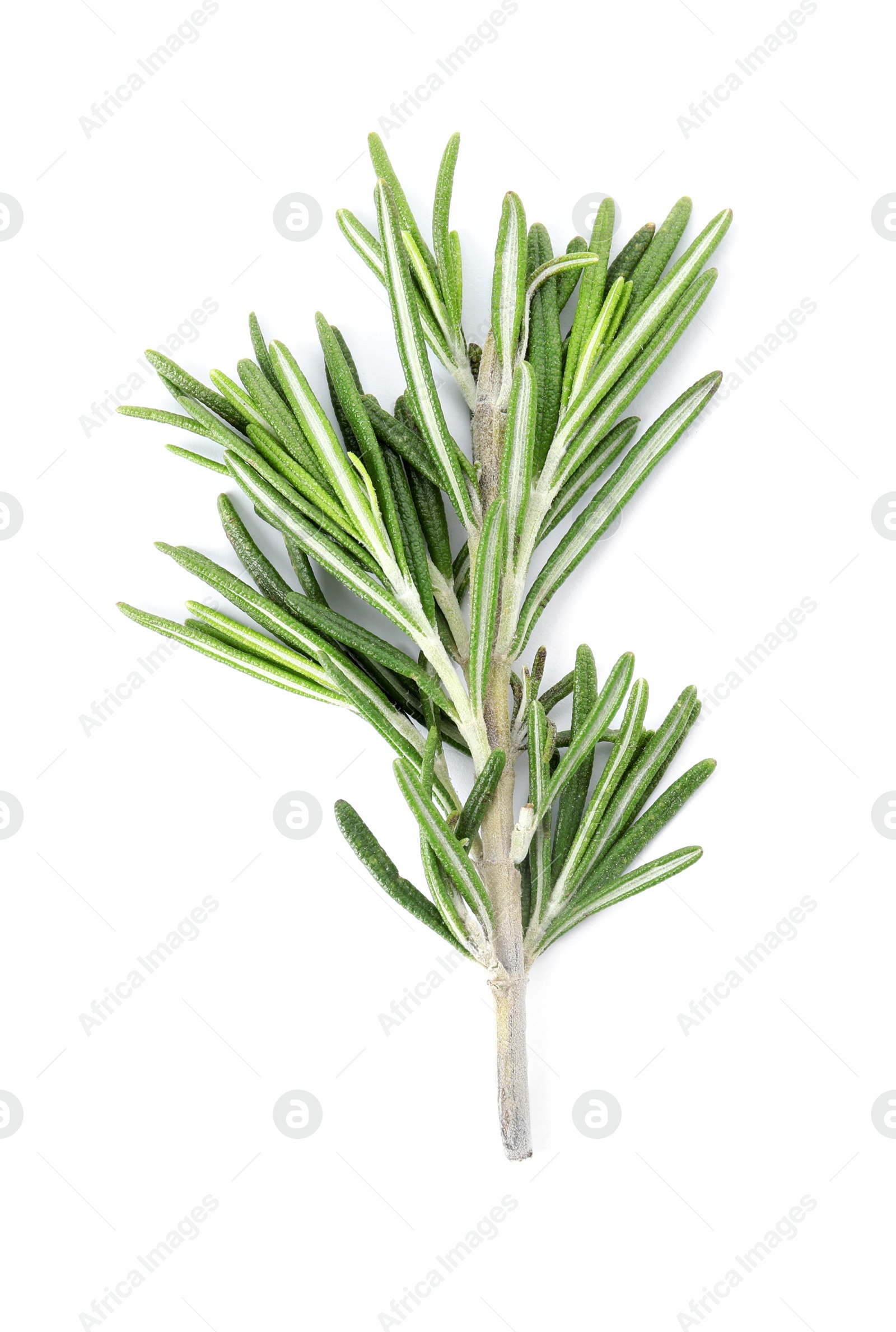 Photo of Fresh green rosemary twig on white background, top view