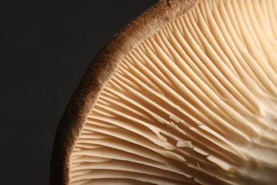 Photo of Macro photo of oyster mushroom on dark grey background
