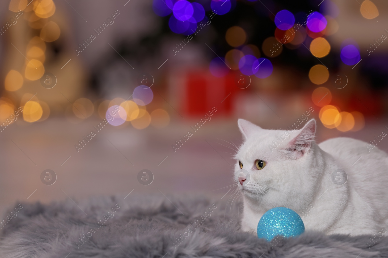 Photo of Christmas atmosphere. Adorable cat with bauble resting on rug against blurred lights. Space for text