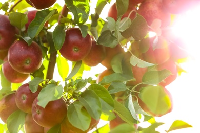 Tree branches with ripe apples outdoors on sunny day