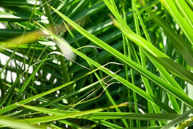 Closeup view of beautiful green tropical leaves outdoors