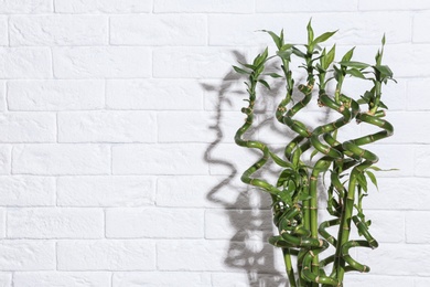 Photo of Green bamboo with space for text against brick wall