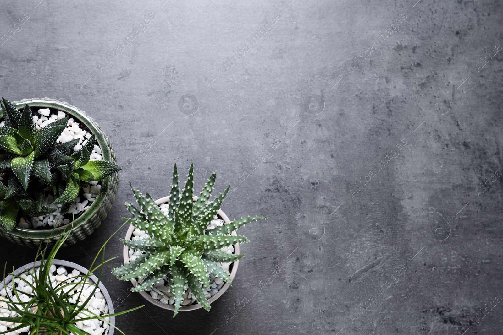 Photo of Beautiful Aloe, Haworthia and Nolina in pots on grey table, flat lay with space for text. Different house plants