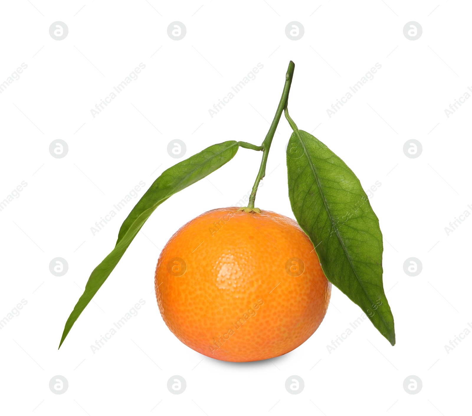 Photo of One fresh tangerine with green leaves isolated on white