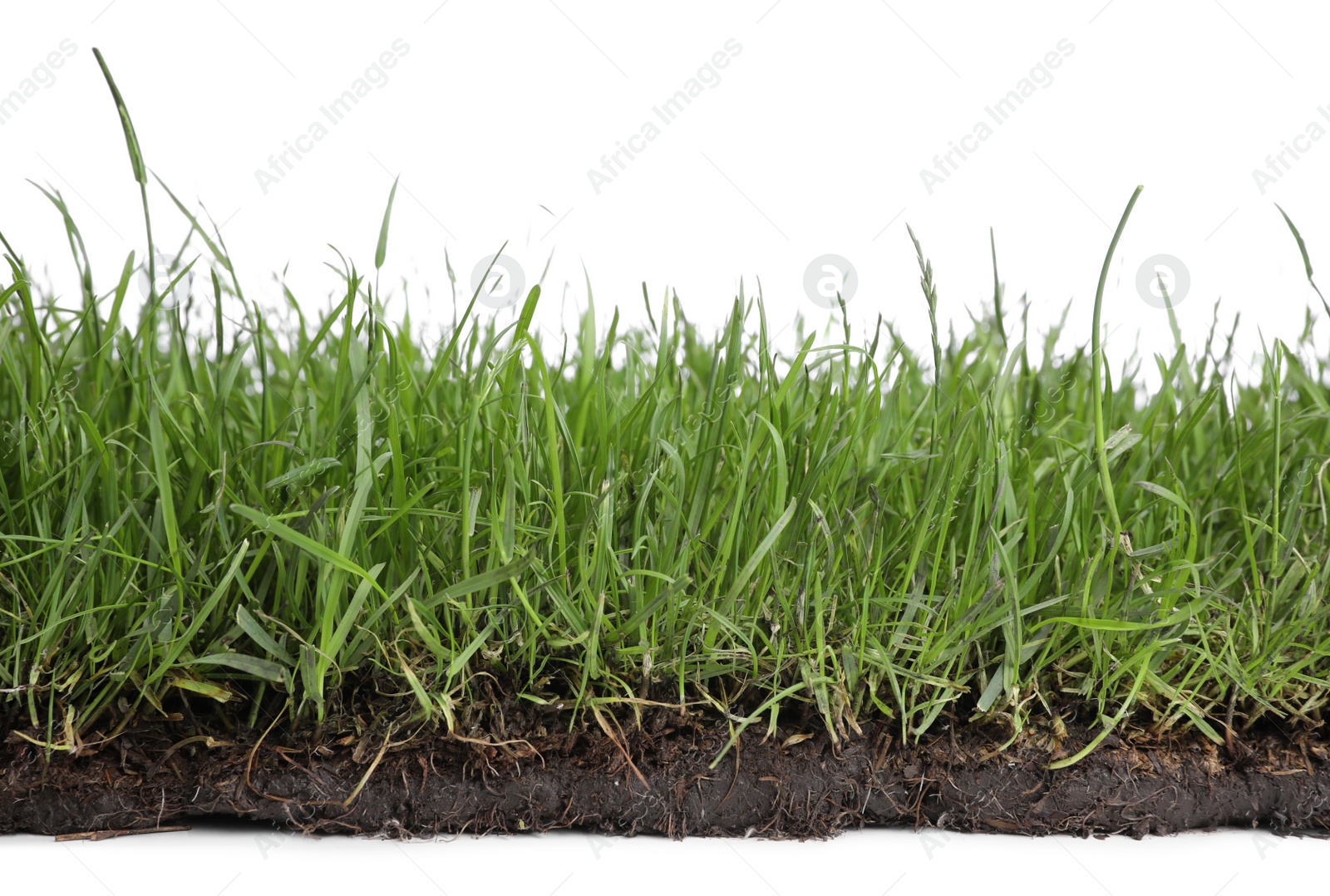 Photo of Soil with green grass on white background