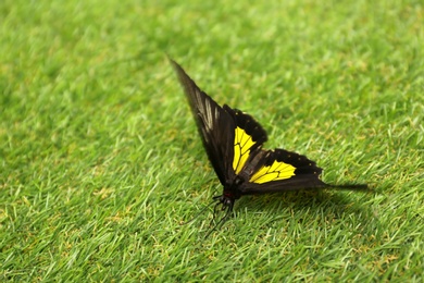 Photo of Beautiful Birdwing butterfly on green grass outdoors