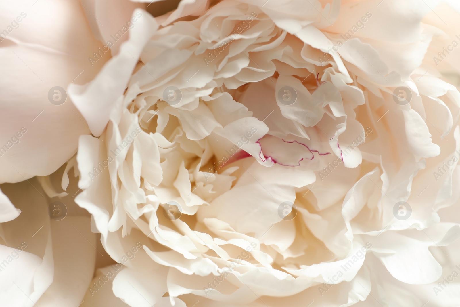 Photo of Beautiful blooming peony flower as background, closeup