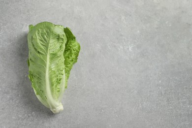 Fresh green romaine lettuce on light grey table, top view. Space for text